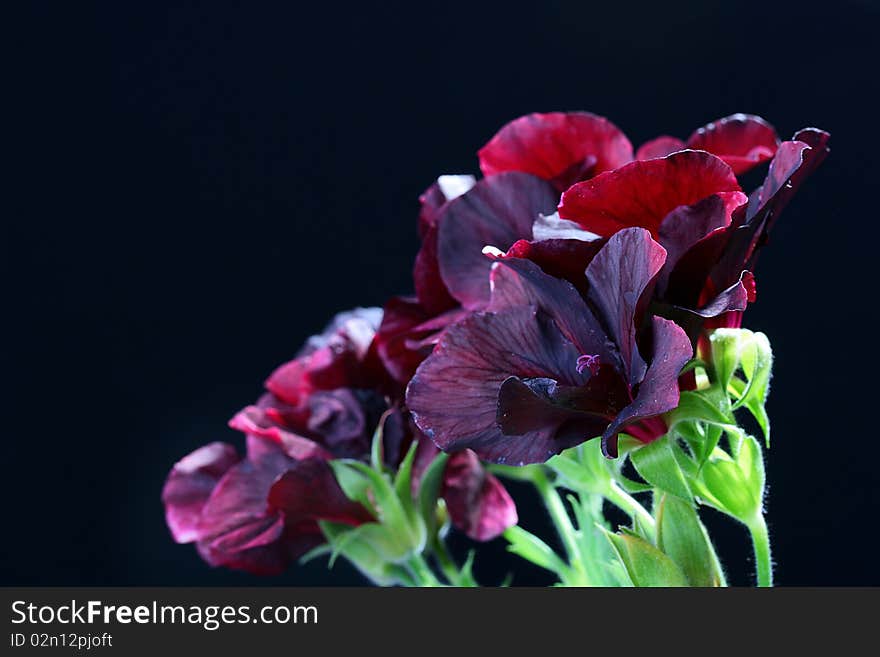 Flowers of a black geranium are used in dressing of garden sites on a black background.