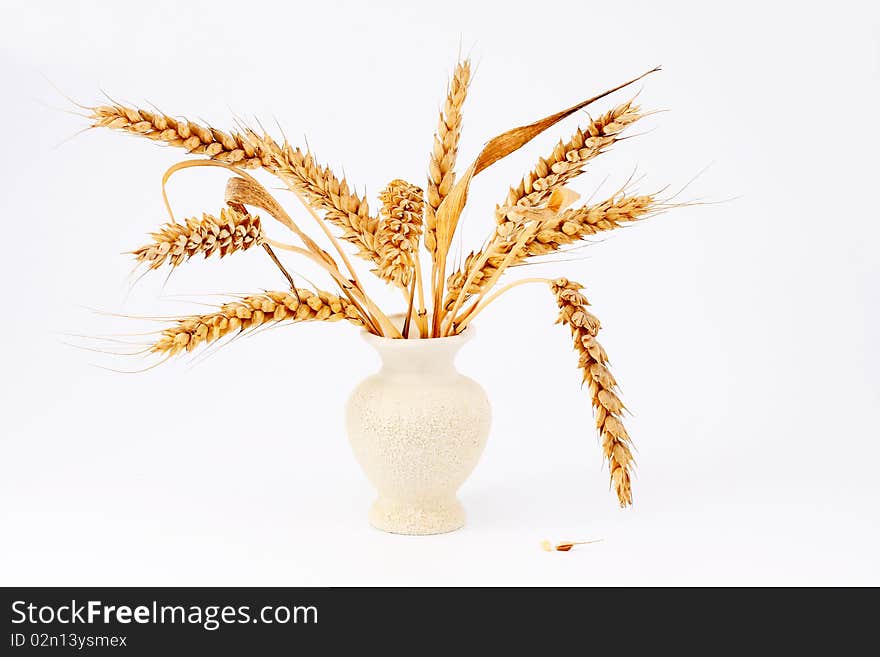 Ear of ripe wheat falling granule in ceramic white vase on an isolated white background