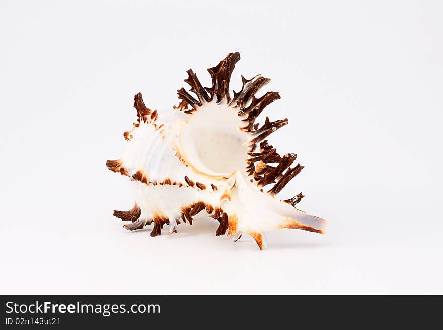 Sea cockleshell on an isolated white background