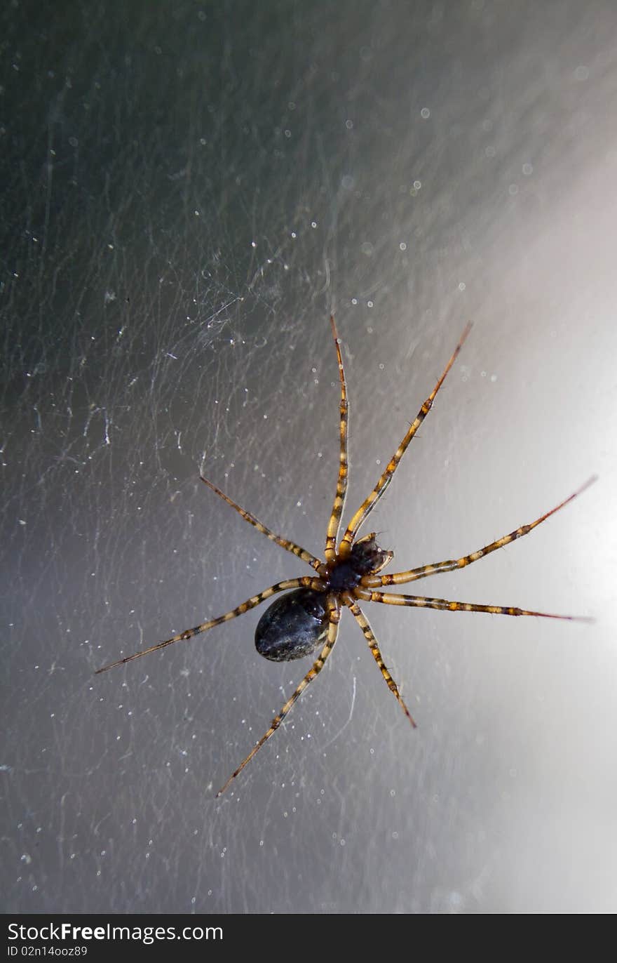 Translucent spider on web