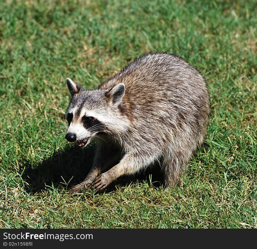 Raccoon in neighborhood yard in the middle of day