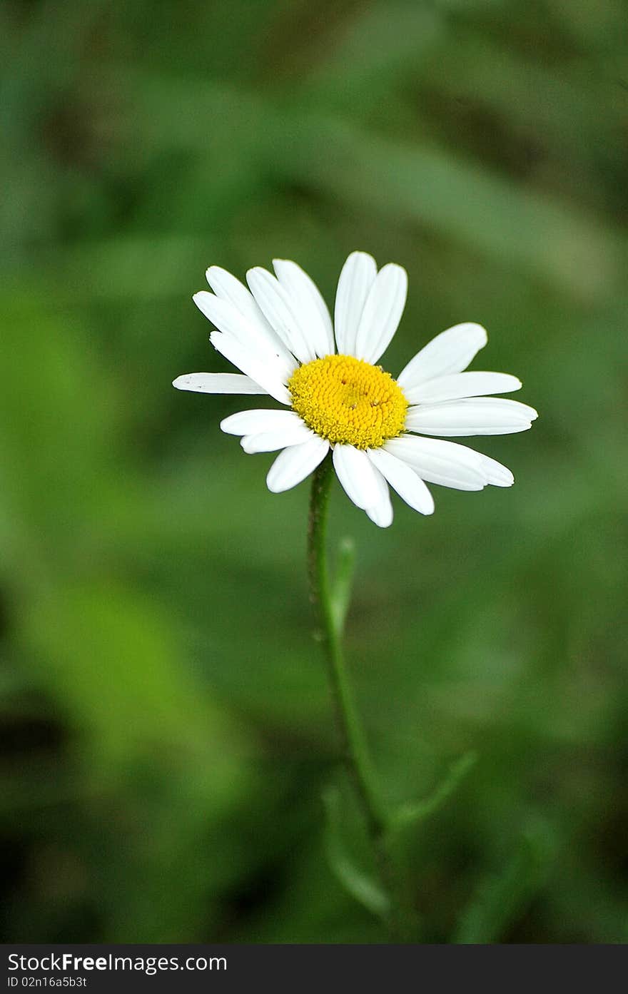 One white with a yellow daisy on a thin stalk. One white with a yellow daisy on a thin stalk