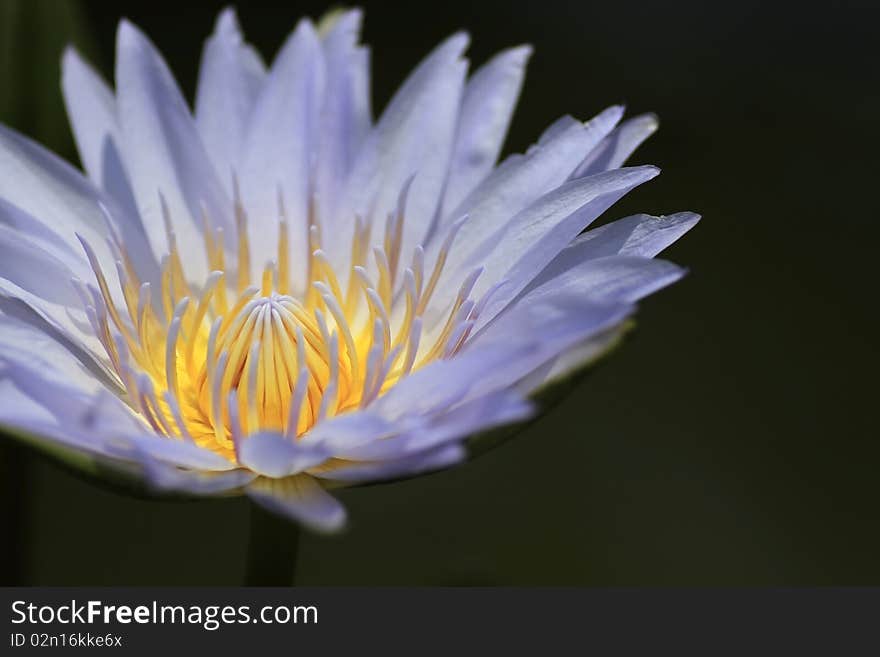 Lotus purple background with black.