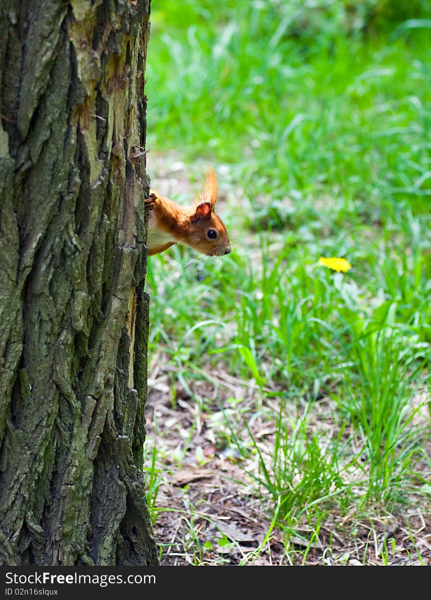 Squirrel peeking curiously from behind the tree learning environment. Squirrel peeking curiously from behind the tree learning environment