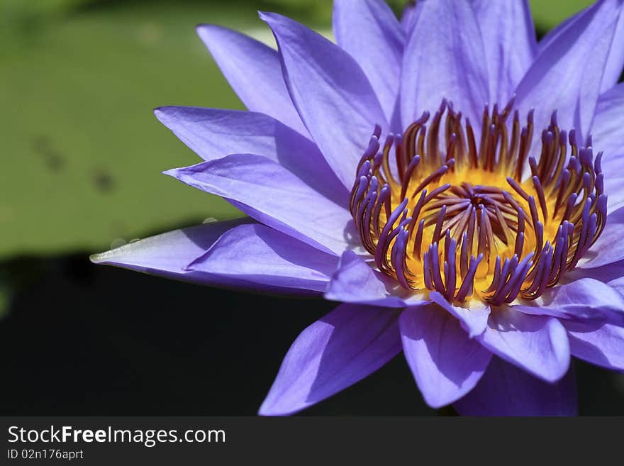 Purple Lotus to sunlight outdoors.