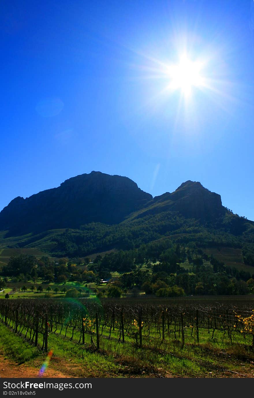 Vineyards in Franschhoek during the winter. Vineyards in Franschhoek during the winter