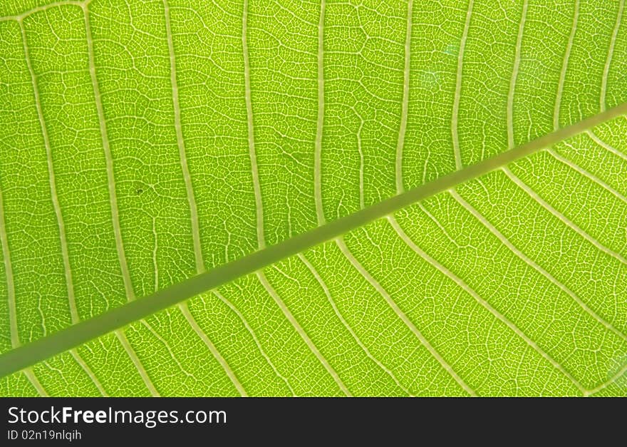 Plumeria Leaf Texture