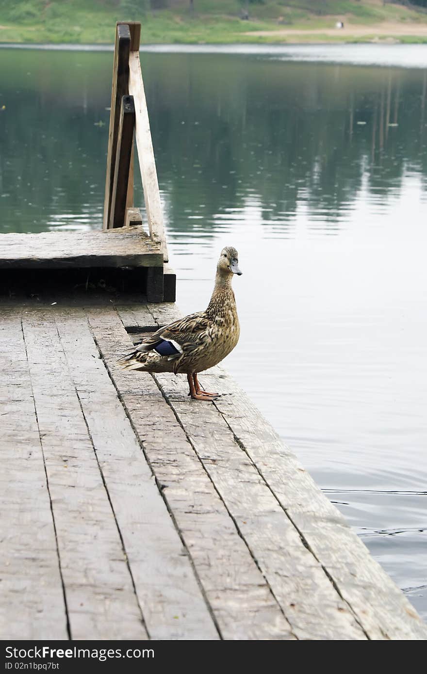 A wild-duck stands on duckruns