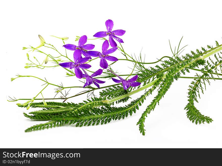 Flower Arrangement on a white background