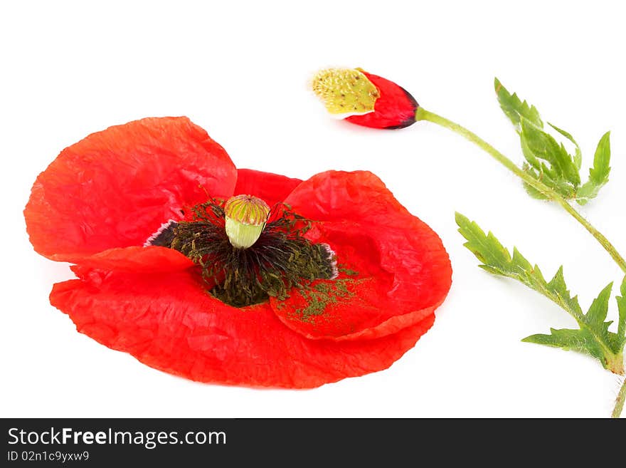 Flower Arrangement on a white background