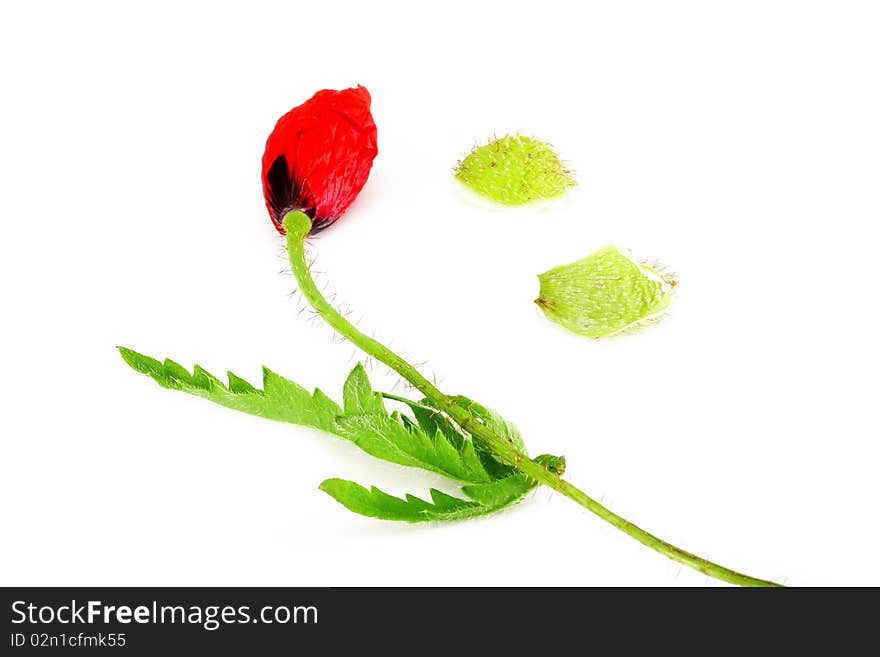 Flower Arrangement on a white background