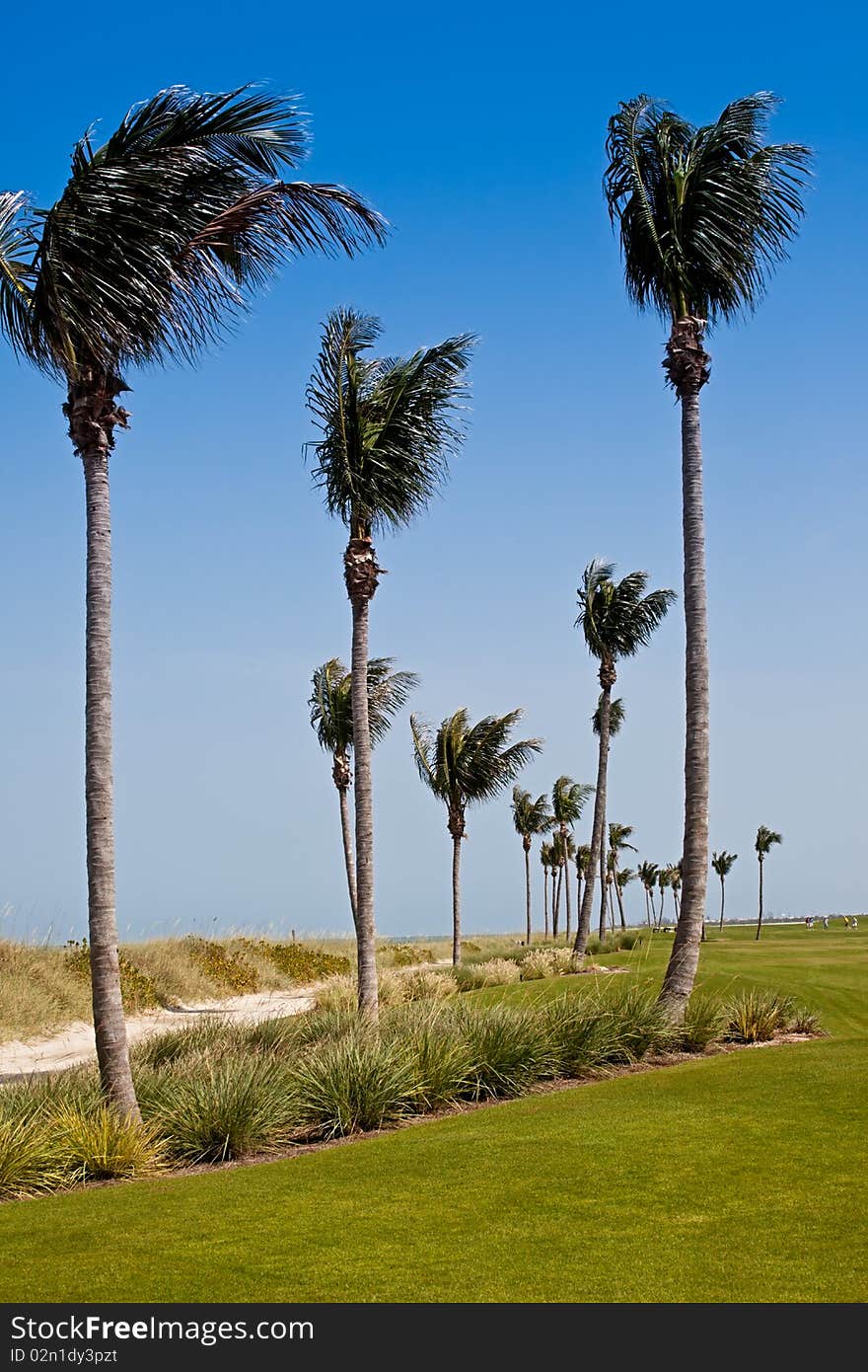 Golf Course in Florida