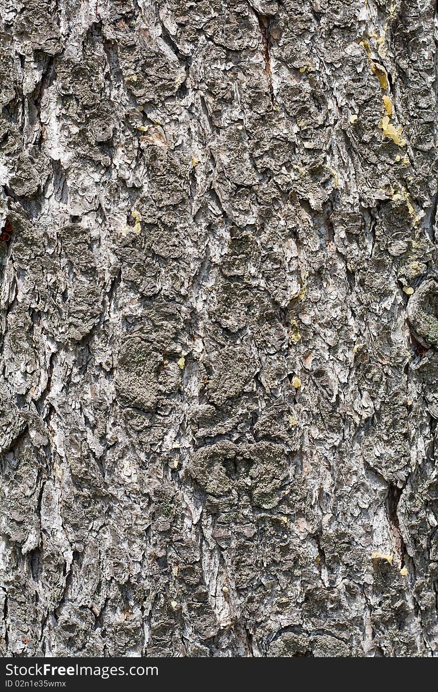 The chappy bark of old pine-tree is covered resin. The chappy bark of old pine-tree is covered resin