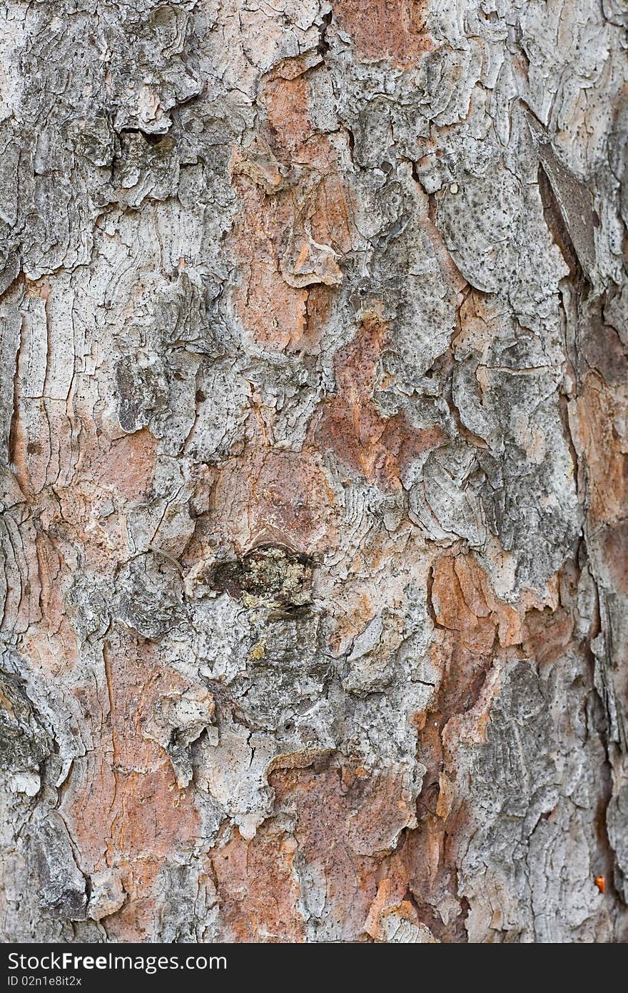 Grey bark of pine-tree with brown spots. Grey bark of pine-tree with brown spots