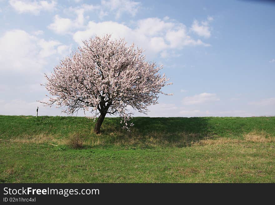 Vernal blooming.