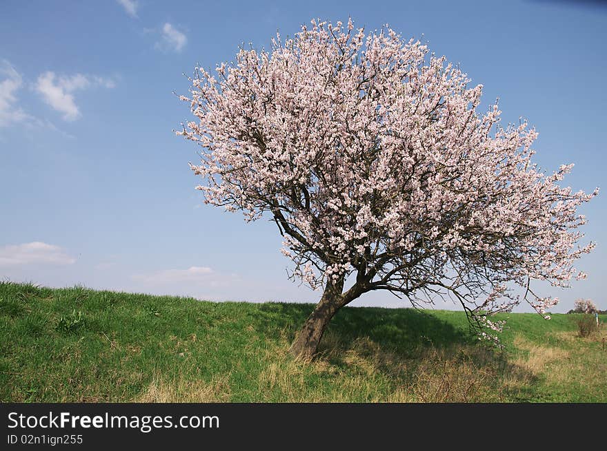 Vernal blooming.