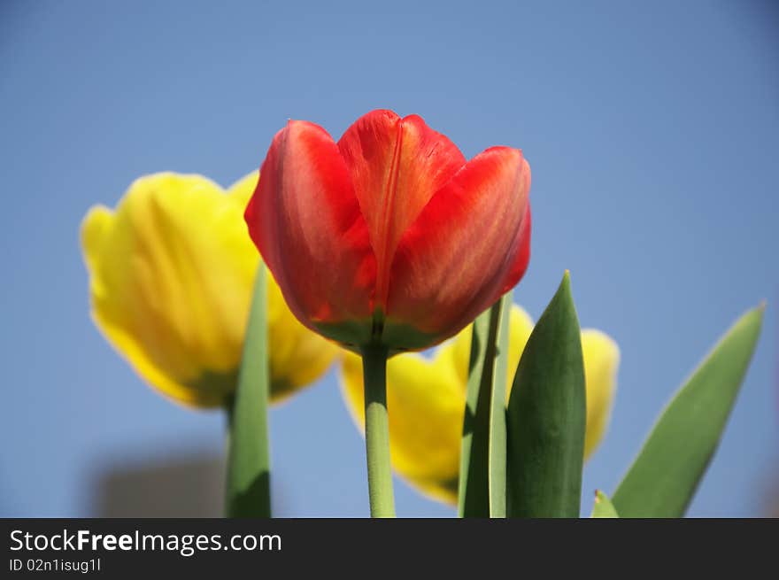 The sunny close-up of red tulips is vernal. The sunny close-up of red tulips is vernal.