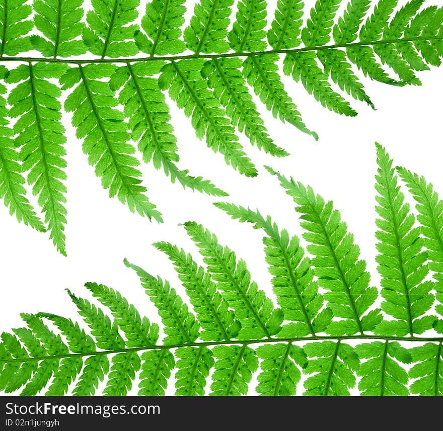 Close up fern leaf isolated on white