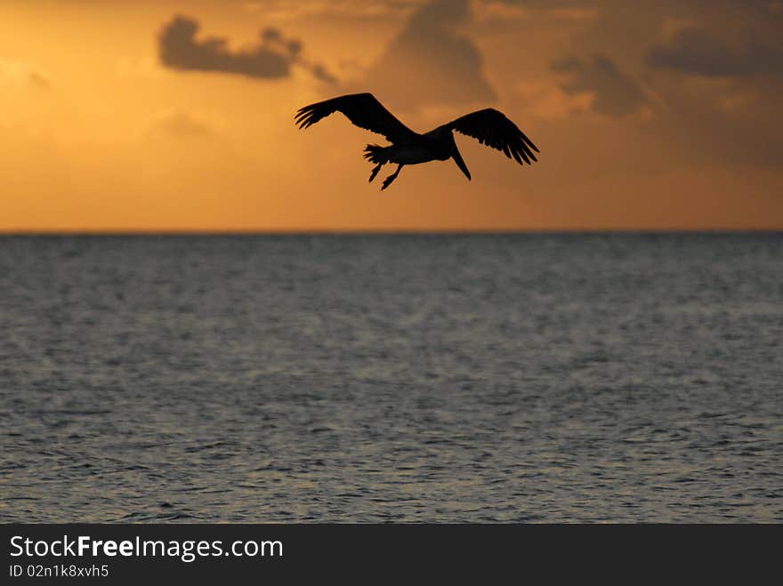 Flying at the sunset