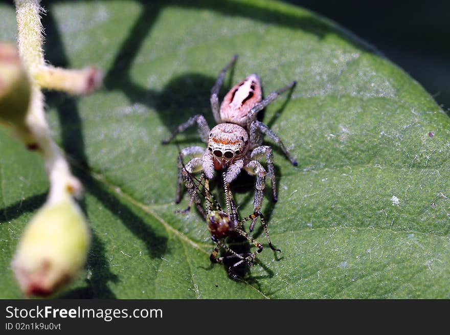 A flower spider is eating a little grasshopper for breakfast