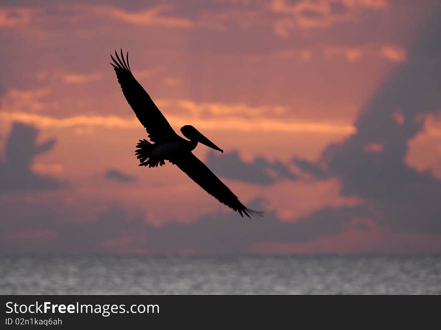 Flying at the sunset