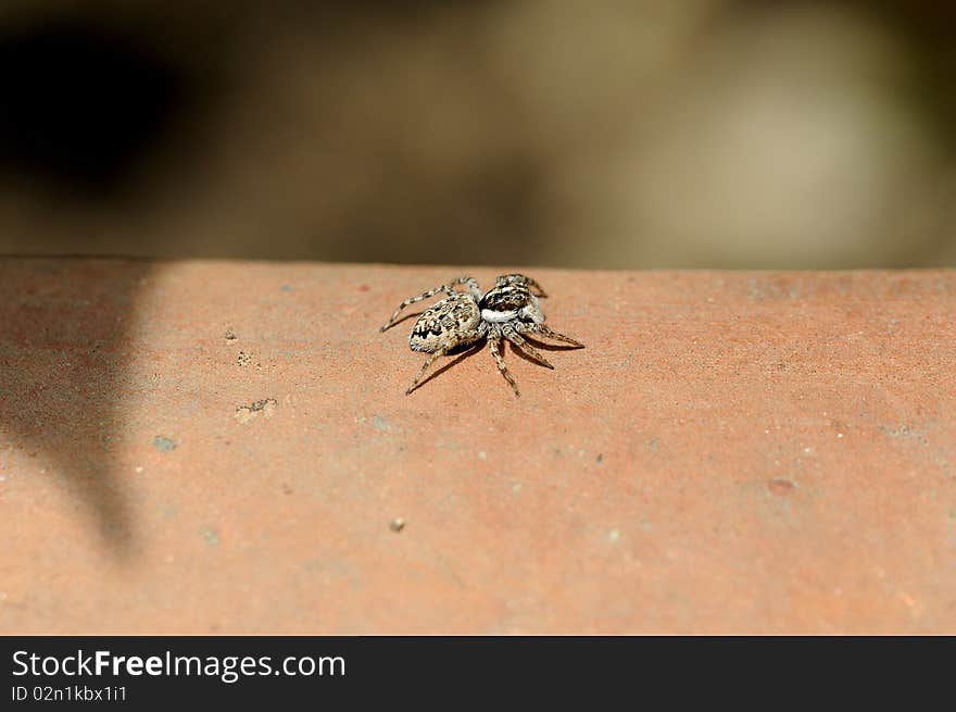 A spider is looking for food on a pot. A spider is looking for food on a pot