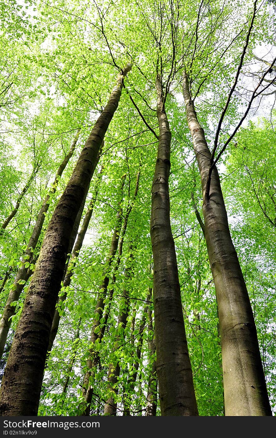 A beech tree forest during spring