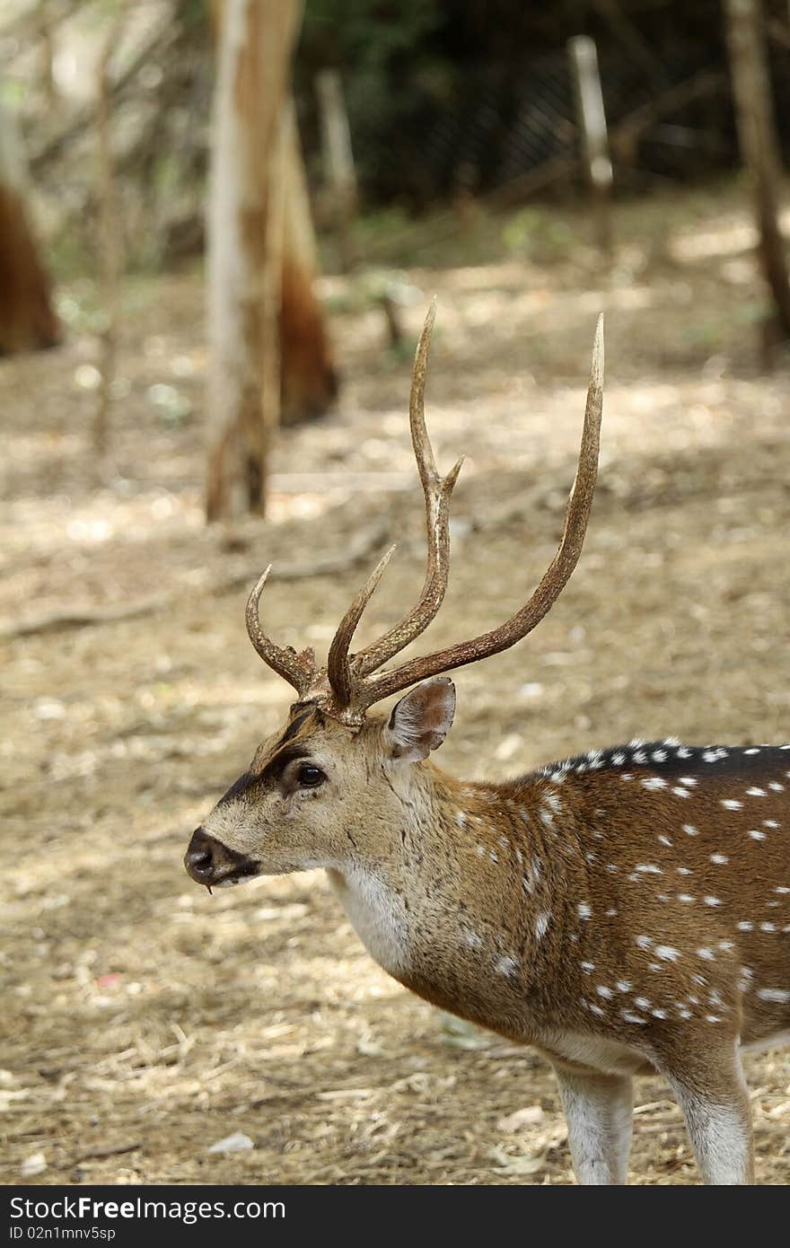 Deer with a brown background.