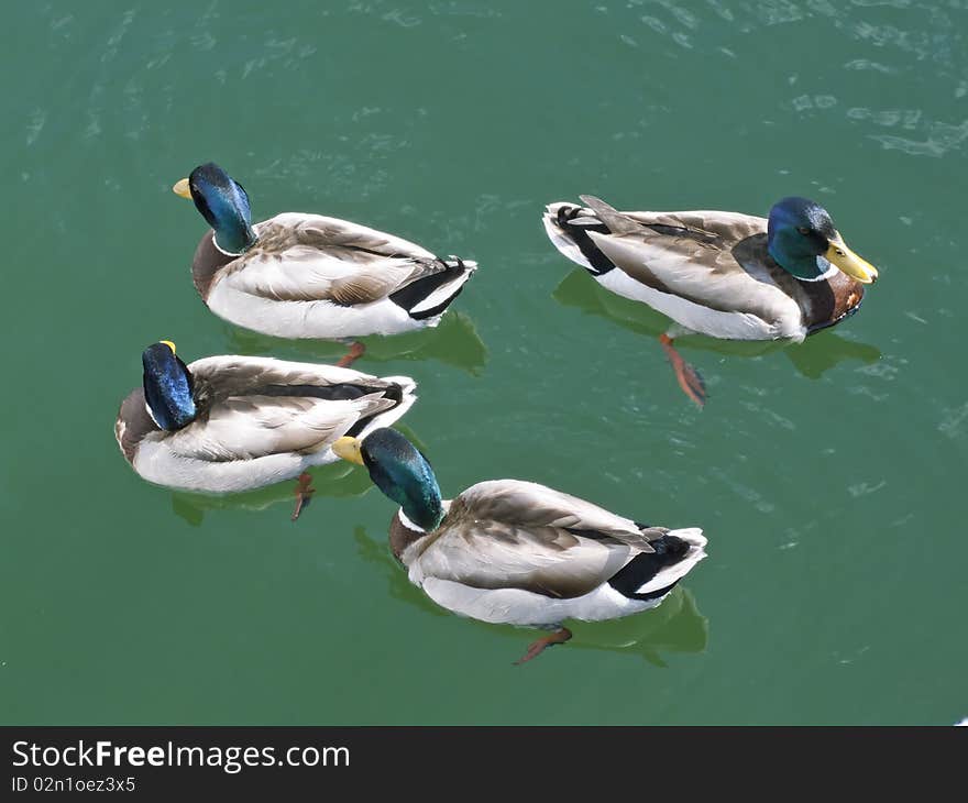 Four ducks swimming in the water. Four ducks swimming in the water