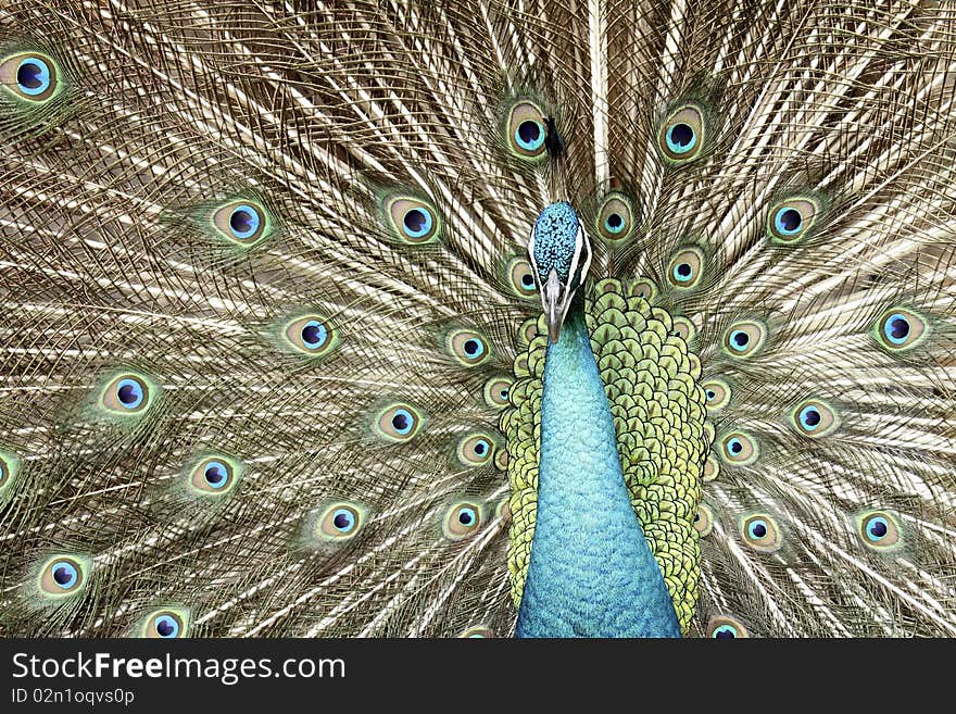 Spread tail-feathers of peacocks are dating.