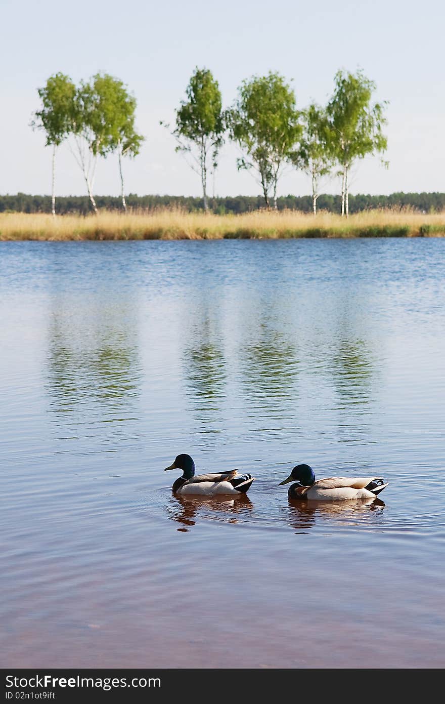 Landscape with ducks