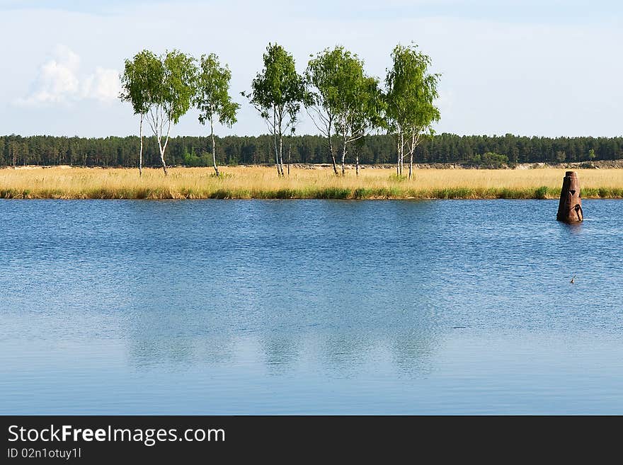 Birches on river bank