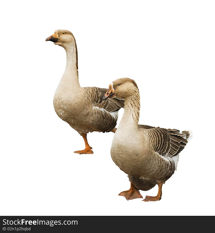 Geese isolated on white background