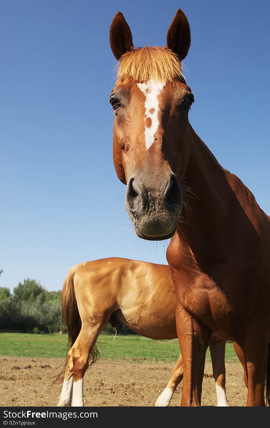 Close-up from a horse in a Hungary economy. Close-up from a horse in a Hungary economy.