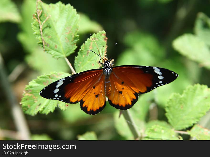 Butterfly on the green tree. Butterfly on the green tree