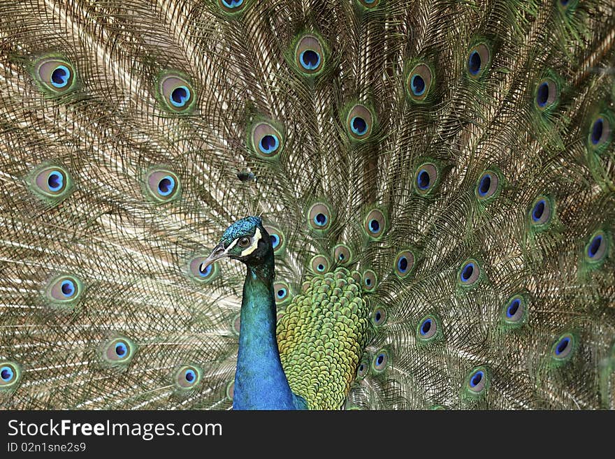 Spread tail-feathers of peacocks are dating.