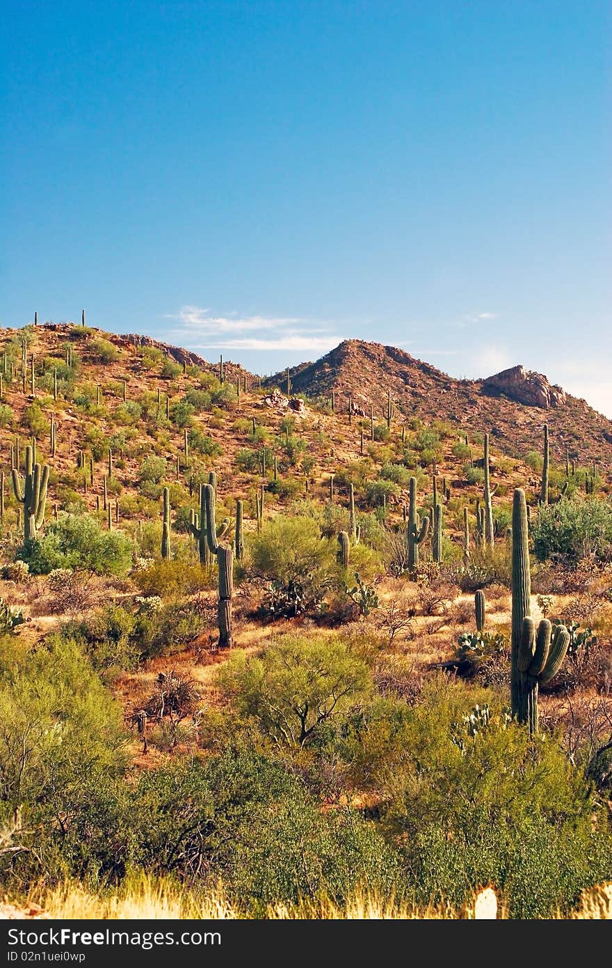 Saguaro national park in arizona. Saguaro national park in arizona