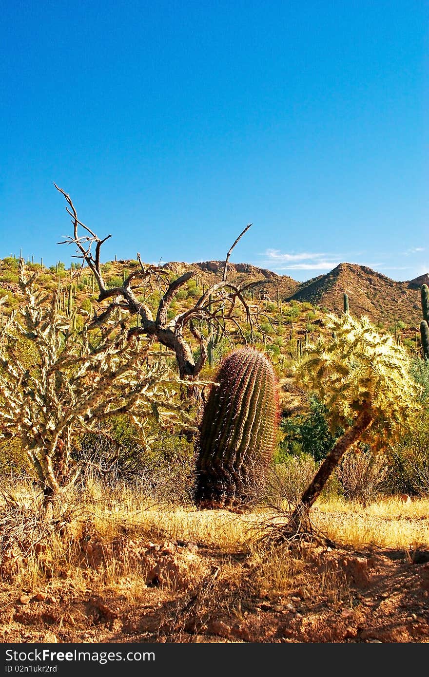 Saguaro national park in arizona. Saguaro national park in arizona