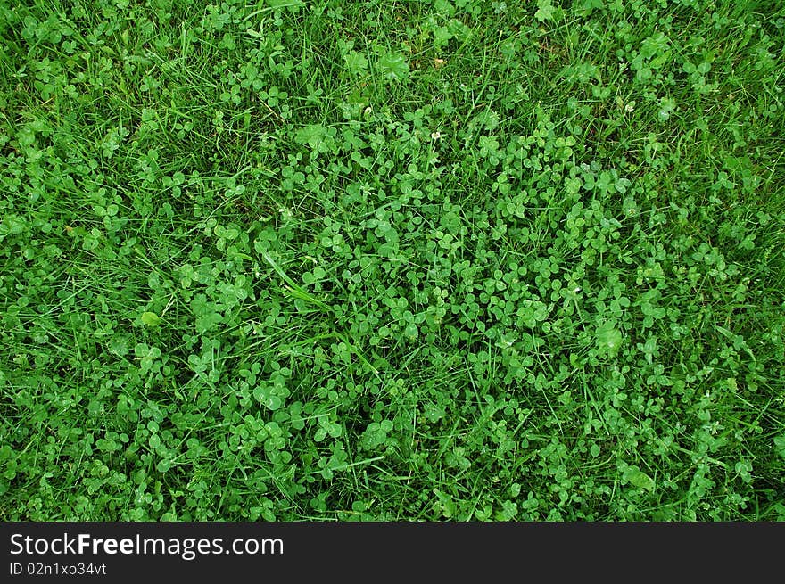 Fresh vivid green grass background