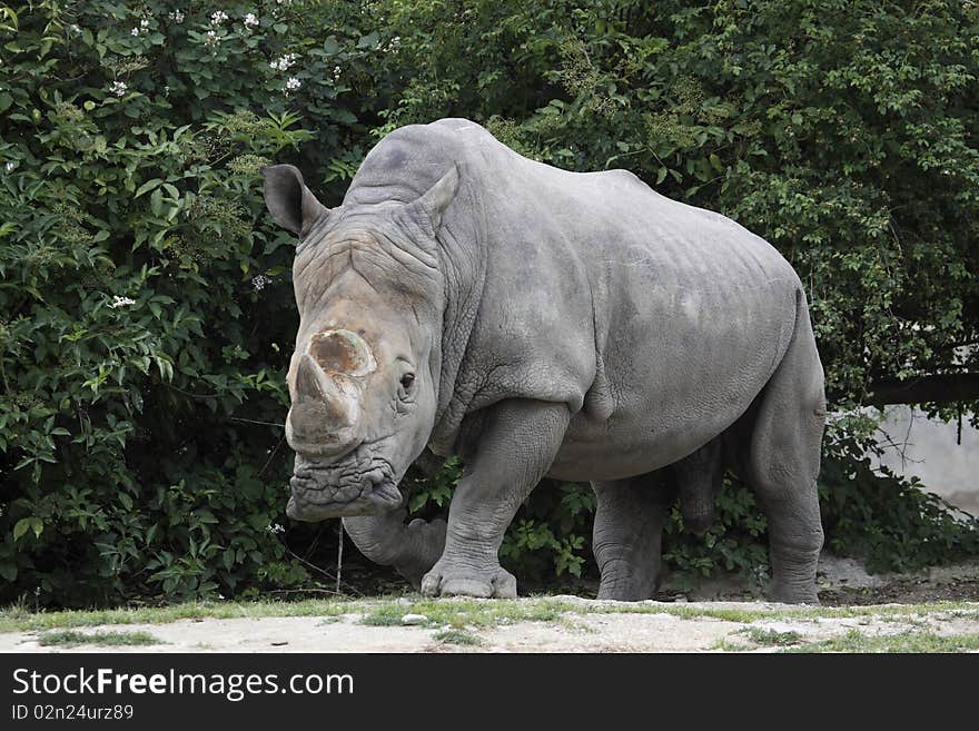 The White Rhinoceros or Square-lipped rhinoceros (Ceratotherium simum) is one of the five species of rhinoceros  that still exist and is one of the few megafaunal  species left. It has a wide mouth used for grazing and is the most social of all rhino species.