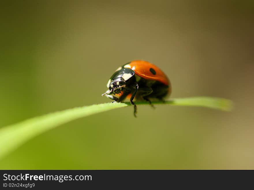 Ladybug