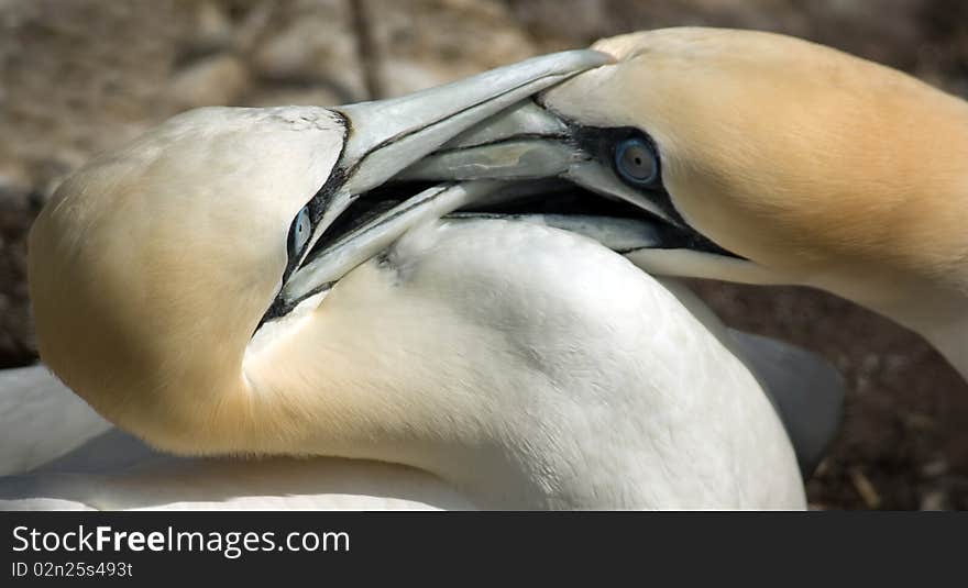 Gannets Fighting for Territory