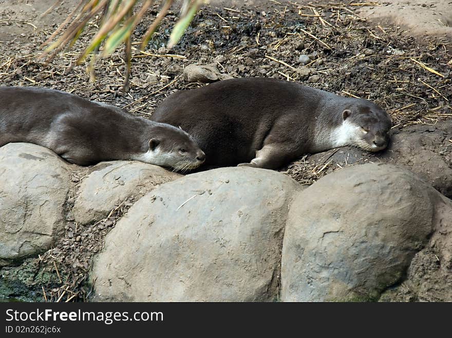 The Endangered Smooth Coated Otter (Lutrogale Perspicllata).