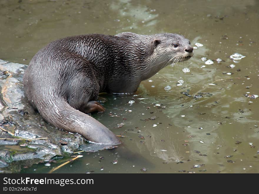 Smooth Coated Otter