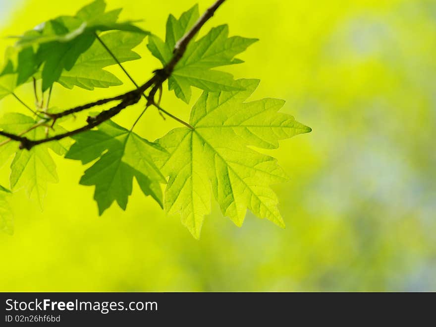 Green leaves over abstract background. Green leaves over abstract background