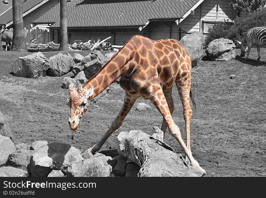 A Single Giraffe on a Black and White Background. A Single Giraffe on a Black and White Background