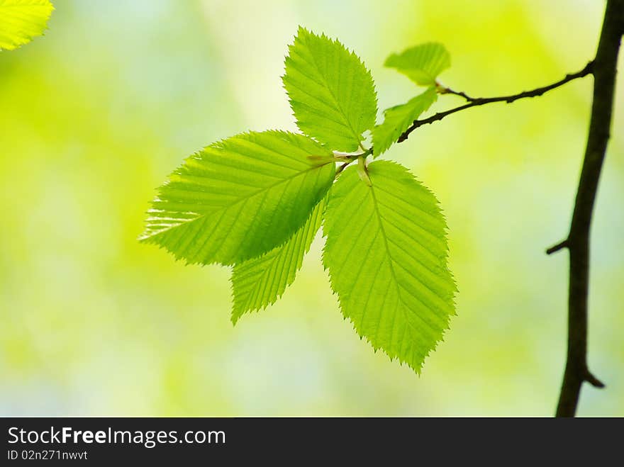 Green leaves over abstract background. Green leaves over abstract background