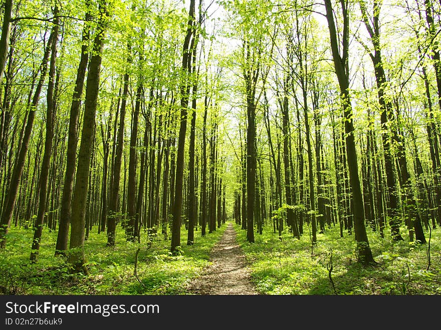 A sunny day in green forest. A sunny day in green forest