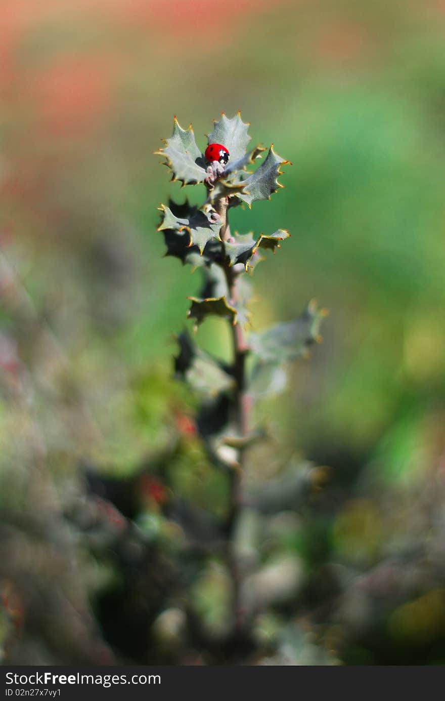 Ladybug