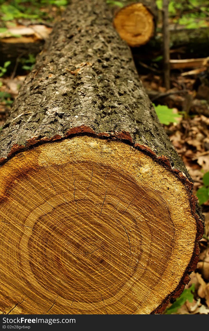 Tree an oak the cut trunk laying in wood. Tree an oak the cut trunk laying in wood